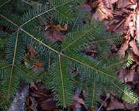 Balsam Fir